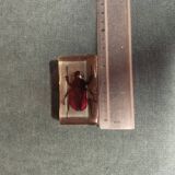 Beetle resin block