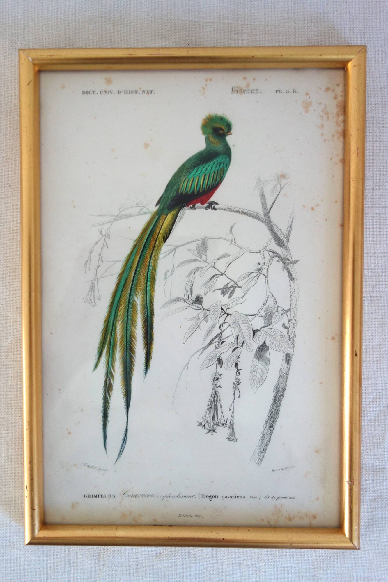 5 framed antique bird engravings