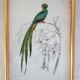 5 framed antique bird engravings