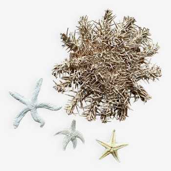 Lot of starfish