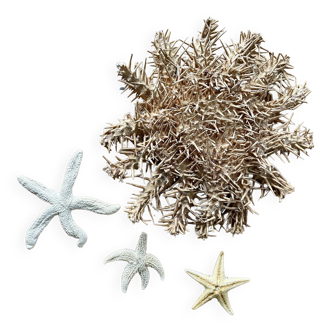 Lot of starfish