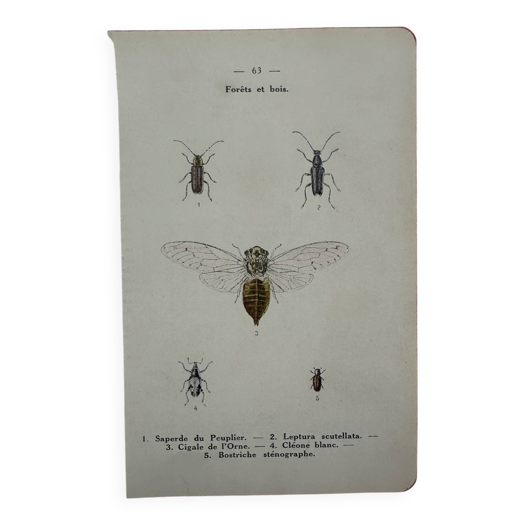 Vintage butterfly insect engraving
