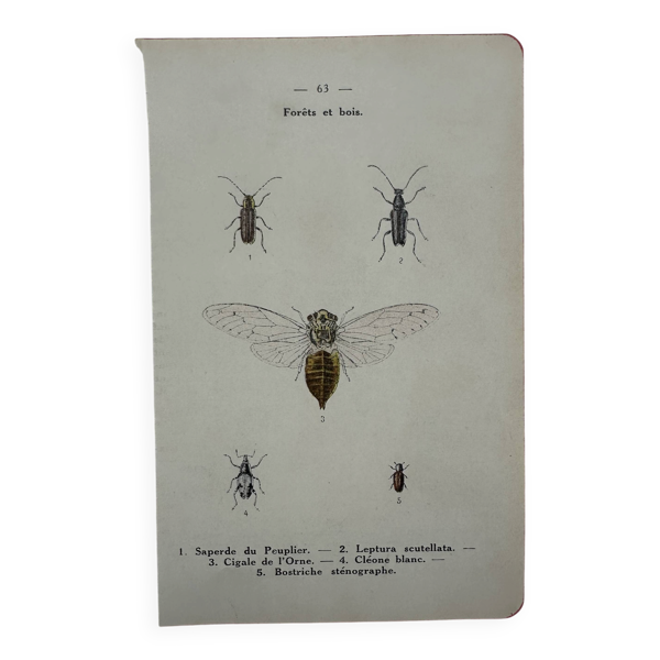 Gravure insecte papillon vintage