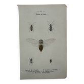 Gravure insecte papillon vintage