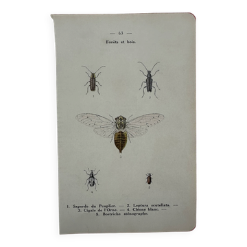 Gravure insecte papillon vintage