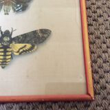 Butterfly engraving
