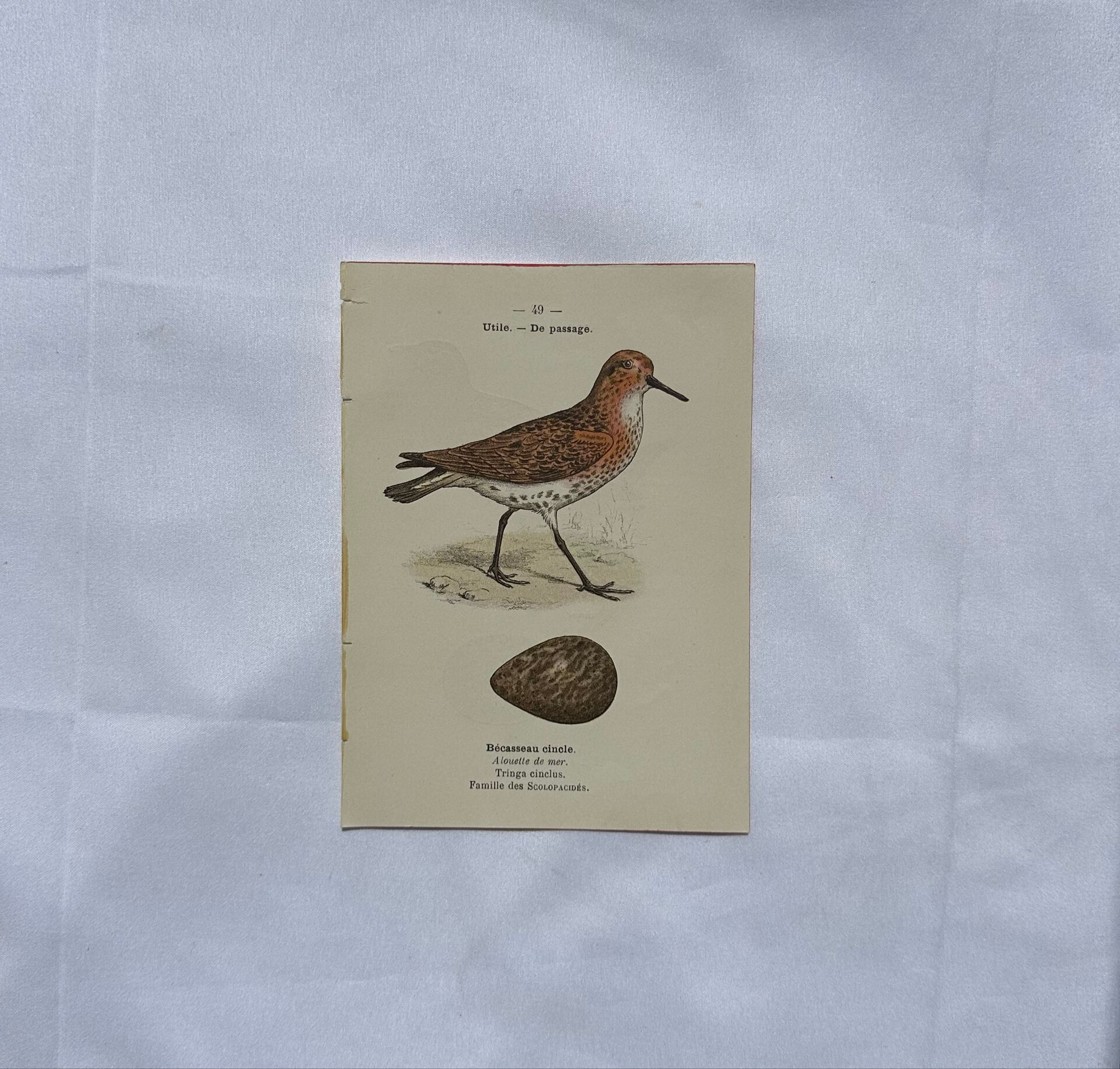 Planche Botanique Gravure oiseaux naturaliste  19eme recto verso  A