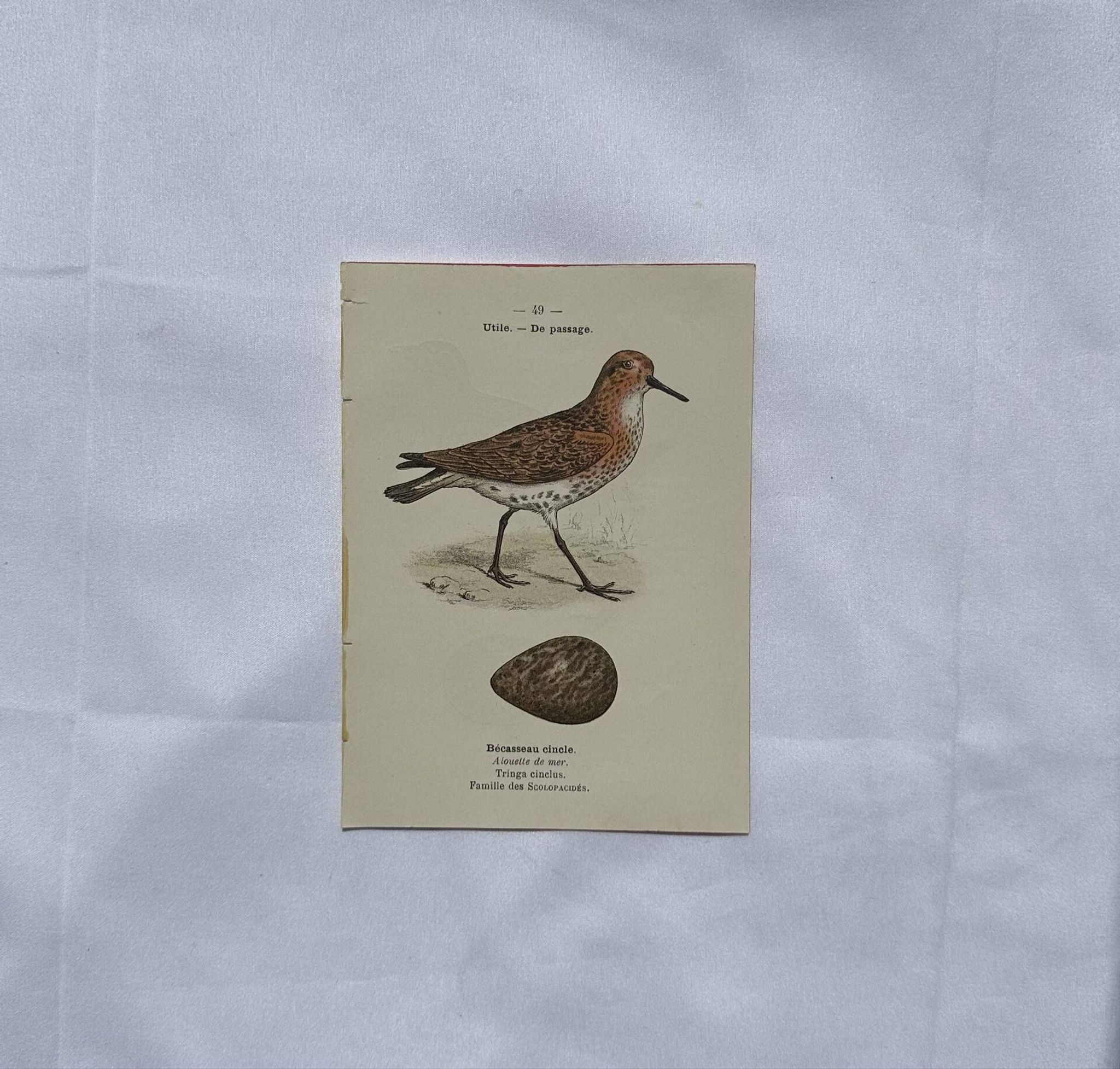 Botanical Plate Engraving of Birds, Naturalist, 19th Century, Double-sided A