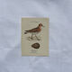 Planche Botanique Gravure oiseaux naturaliste  19eme recto verso  A