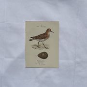 Botanical Plate Engraving of Birds, Naturalist, 19th Century, Double-sided A
