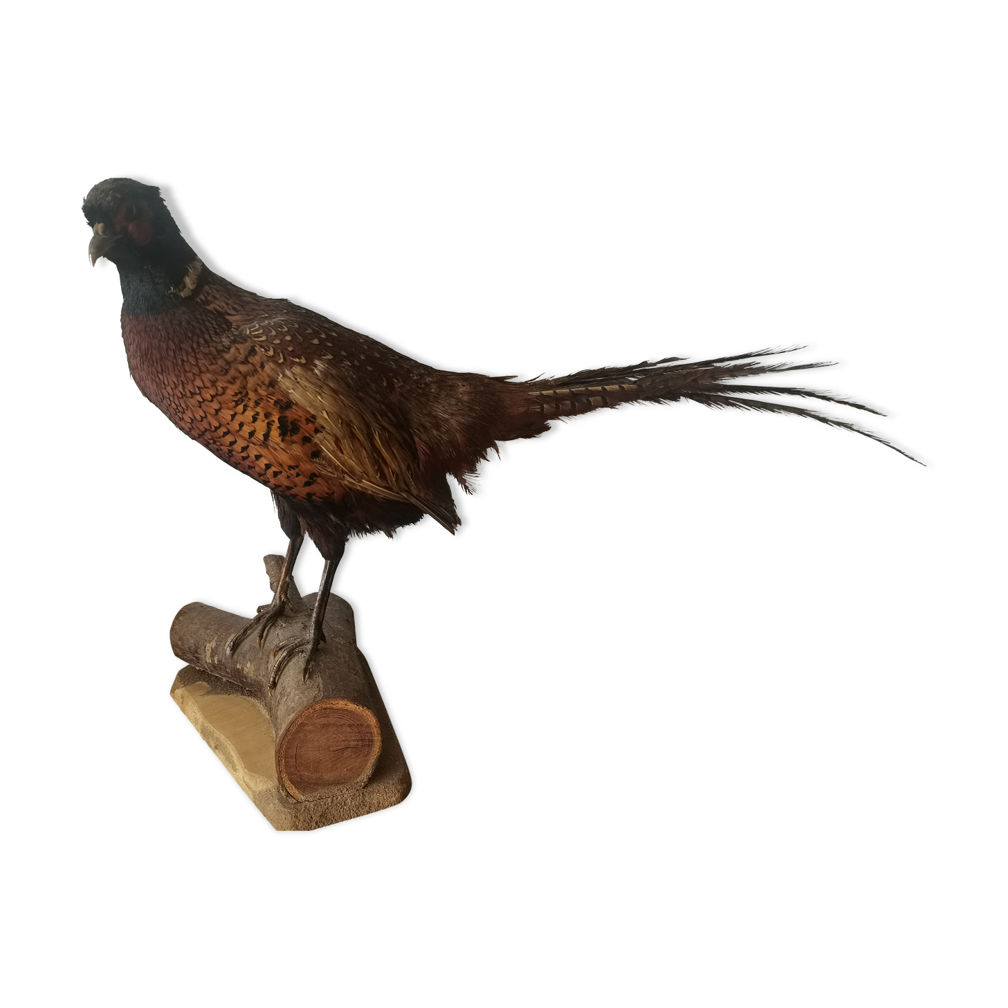 Taxidermy pheasants