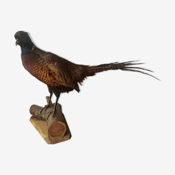 Taxidermy pheasants