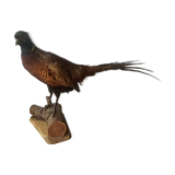 Taxidermie faisans