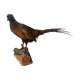 Taxidermie faisans