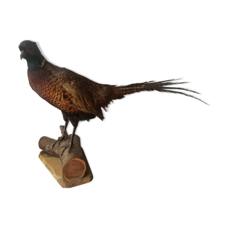 Taxidermy pheasants