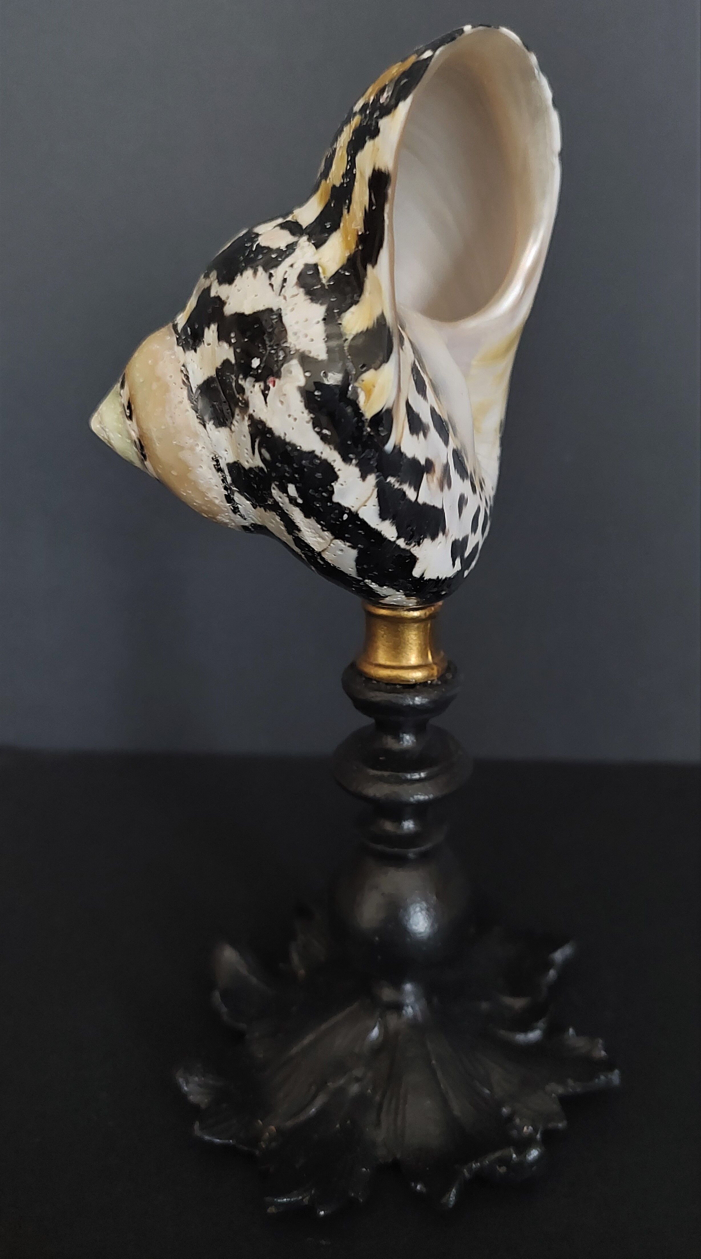 Cabinet of Curiosities shell cittarium pica on base