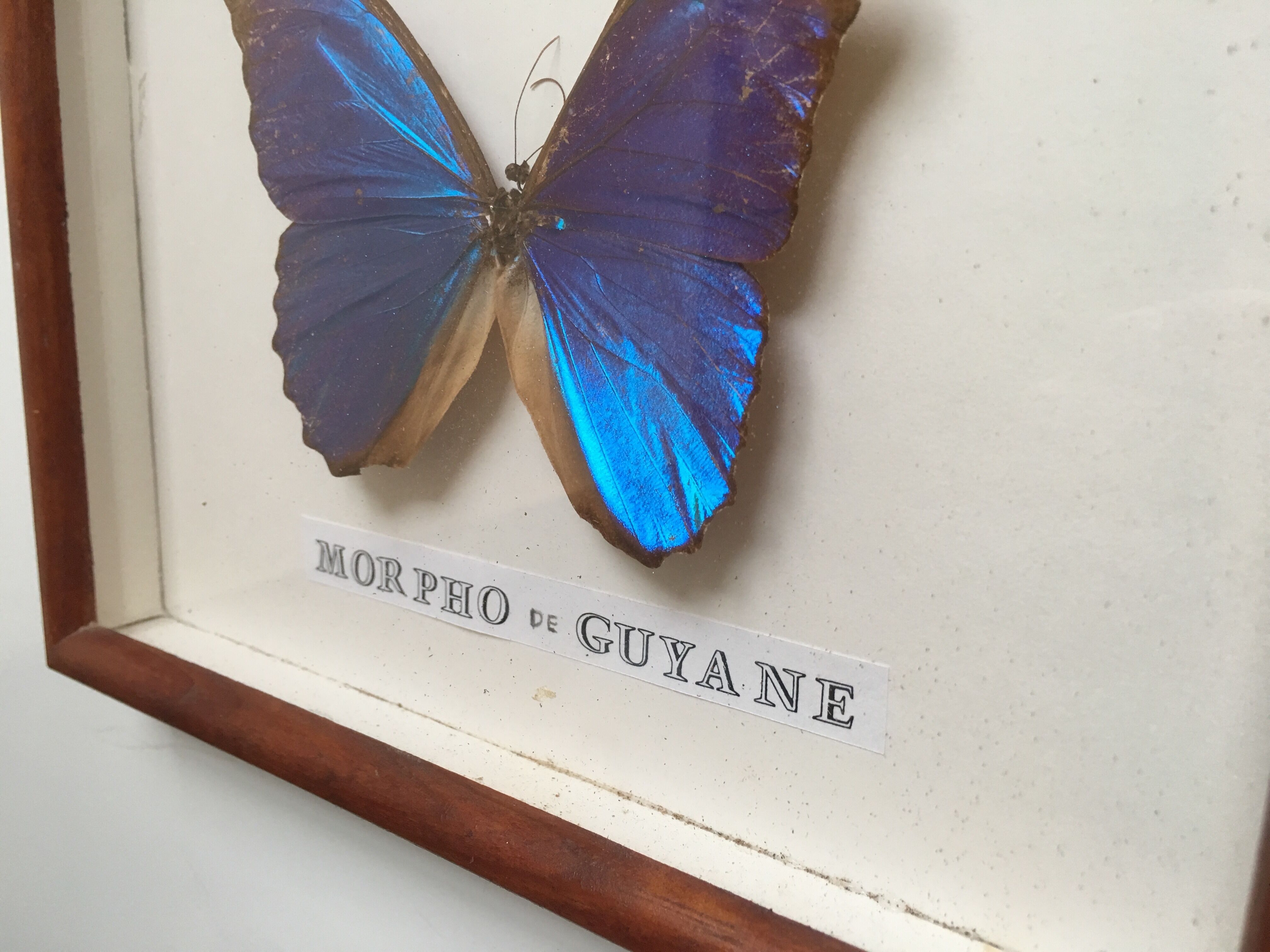 Vintage blue morpho butterfly frame