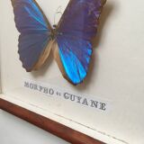 Vintage blue morpho butterfly frame