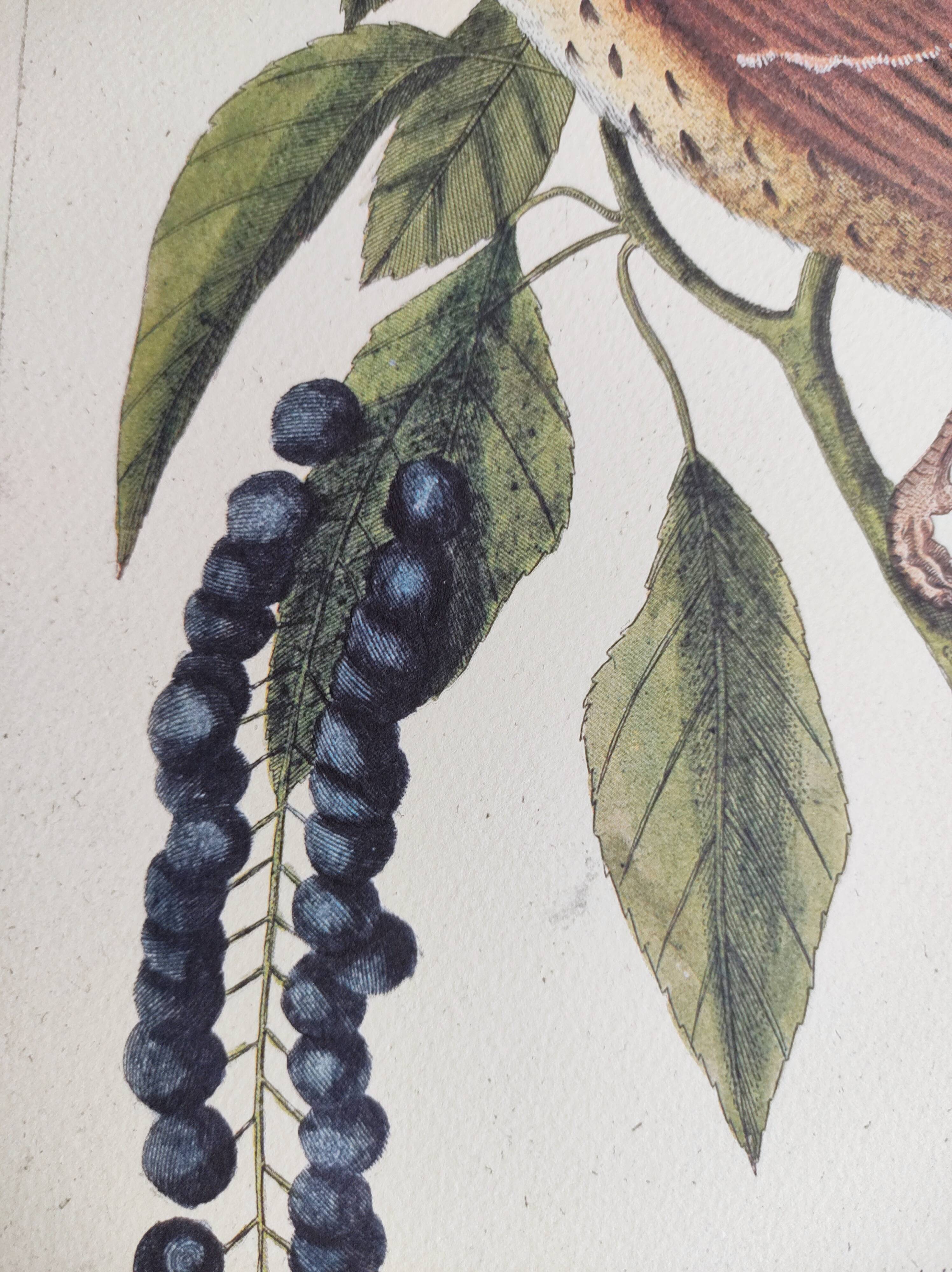 Antique bird illustration - Ruddy Thrush - Zoological engraving by Seligmann & Catesby from 1973