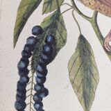 Antique bird illustration - Ruddy Thrush - Zoological engraving by Seligmann & Catesby from 1973