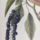 Antique bird illustration - Ruddy Thrush - Zoological engraving by Seligmann & Catesby from 1973