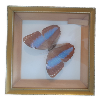 Butterfly frame