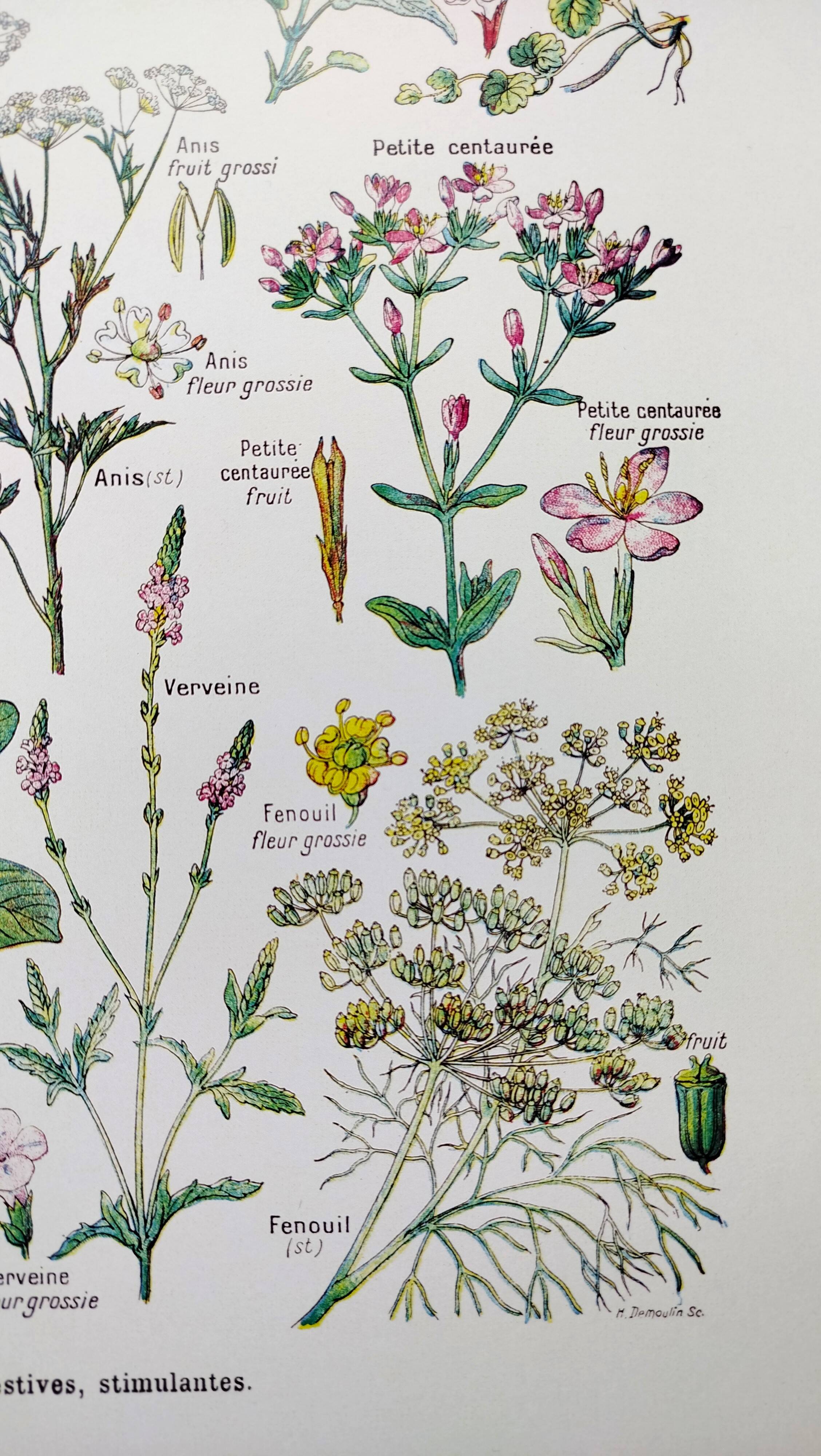 Poster on digestive plants, based on a 1928 lithograph