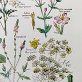 Poster on digestive plants, based on a 1928 lithograph