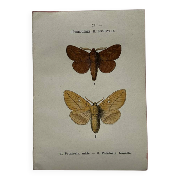 Gravure naturaliste  Papillon 19eme affiche botanique originale 1800