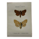 Naturalist engraving Butterfly 19th-century original botanical poster 1800