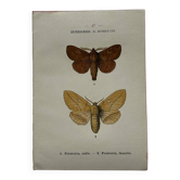 Naturalist engraving Butterfly 19th-century original botanical poster 1800