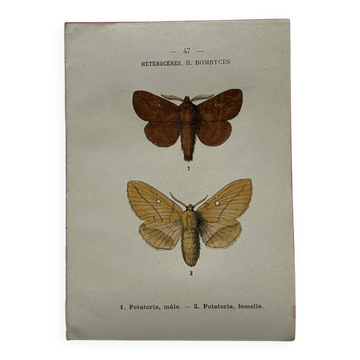 Naturalist engraving Butterfly 19th-century original botanical poster 1800
