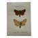Naturalist engraving Butterfly 19th-century original botanical poster 1800