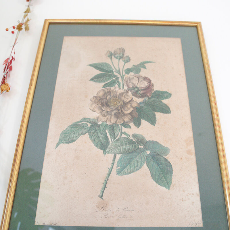 Poster plank botanical engraving rose of provins by Gerard Van spaedonck