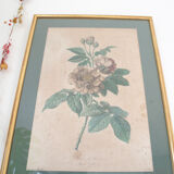 Poster plank botanical engraving rose of provins by Gerard Van spaedonck