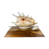 Vintage shell lamp with wooden base