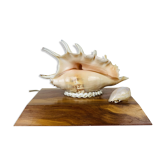 Vintage shell lamp with wooden base