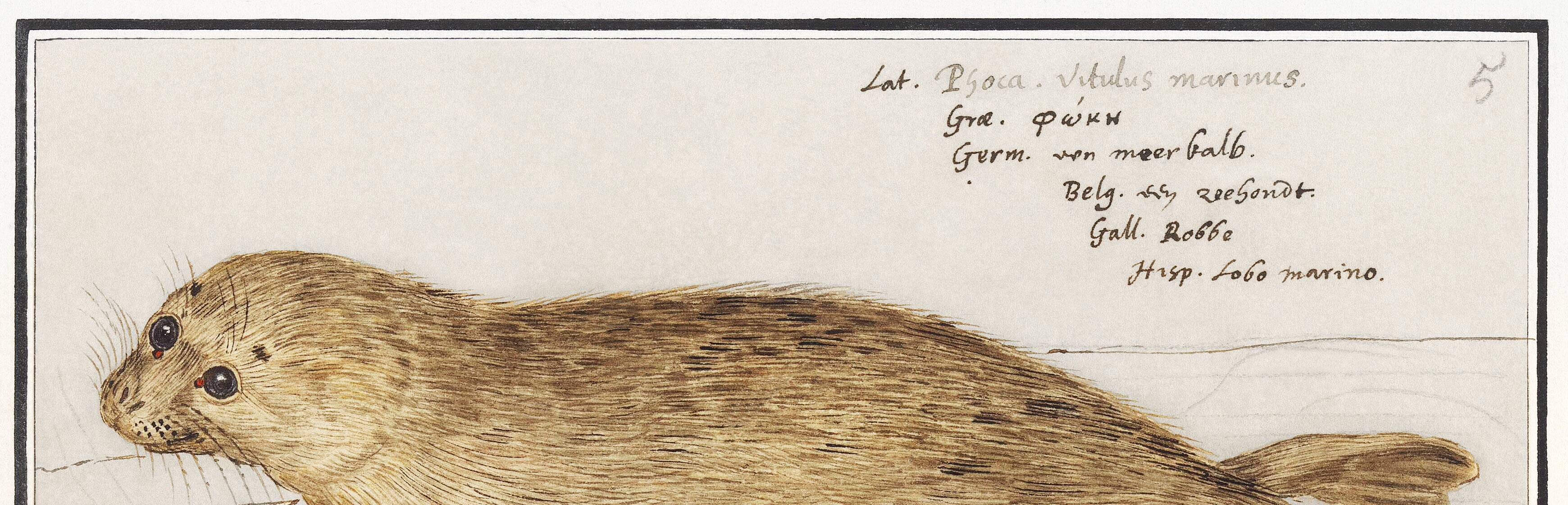 Small poster about the seal, based on an old engraving from 1610.