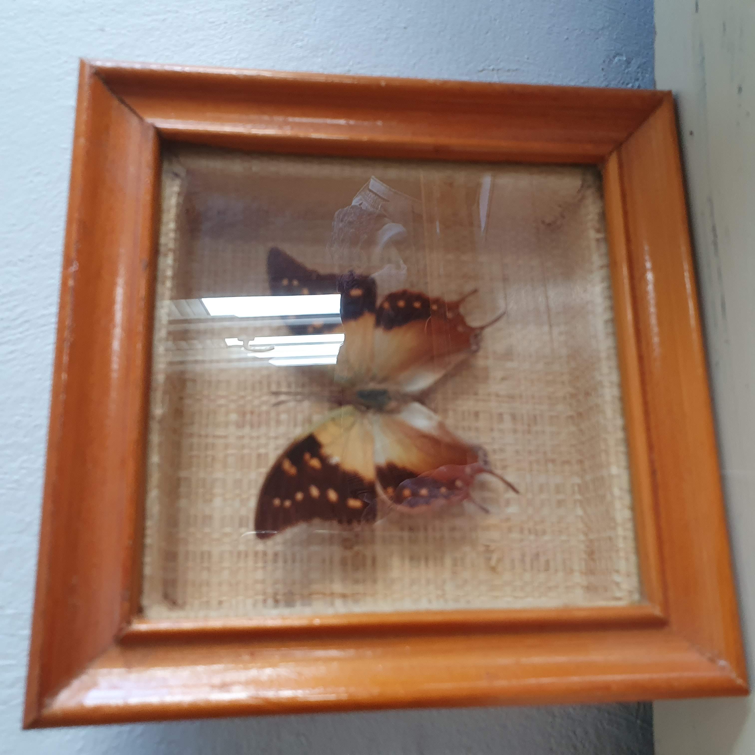 Naturalized butterfly