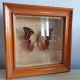 Naturalized butterfly