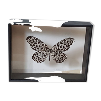Cadre Papillon naturalisé : Idea lynceus (Malaisie)