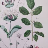 Affiche sur les plantes d'après une gravure de 1881 "fusain"