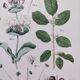 Poster on plants based on an 1881 "charcoal" engraving