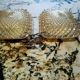 Pair of vintage molded glass ceiling lights