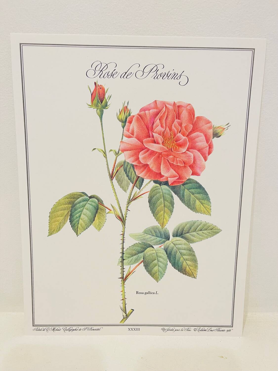 Botanical plate – Louis Pariente, 1986