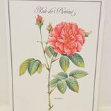 Botanical plate – Louis Pariente, 1986