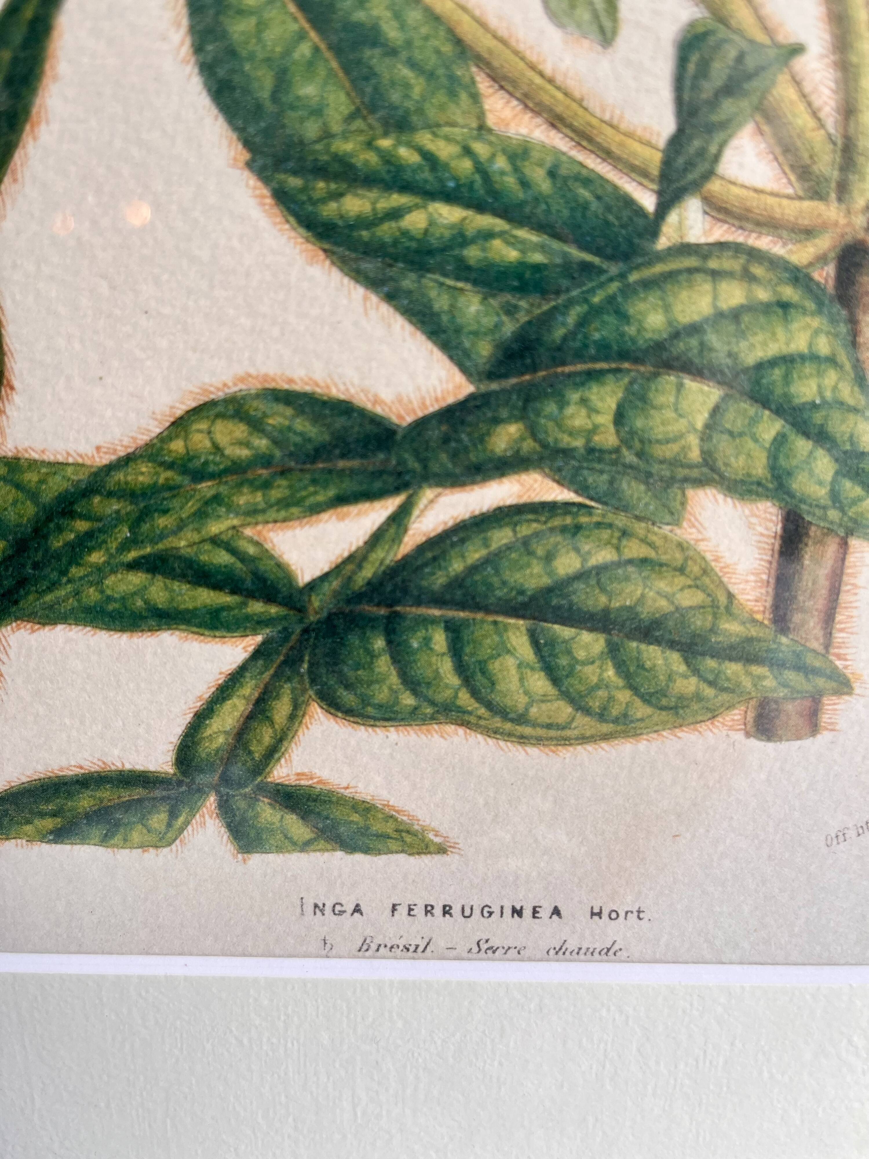 19th Century Botanical Lithograph of Inga Ferruginea, c.1853.