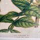 19th Century Botanical Lithograph of Inga Ferruginea, c.1853.