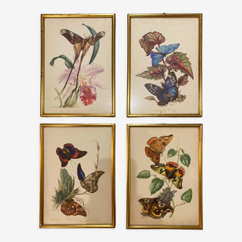 Vintage zoological boards -Butterflies