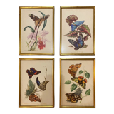 Planches zoologiques vintage -Papillons